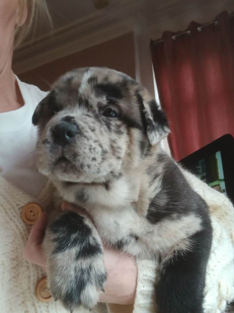 Beautiful chow xstaffy pups tri and quad merle babys  
