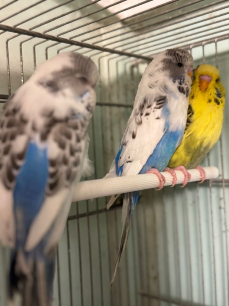 Budgies