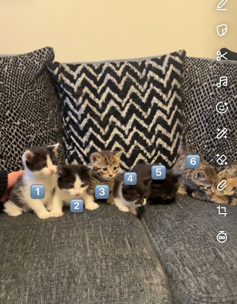 Kittens for sale 