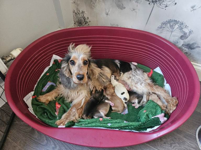 Show cocker spaniel 