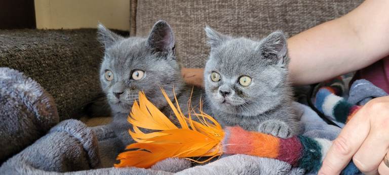 2 British shorthair kittens Boys 
