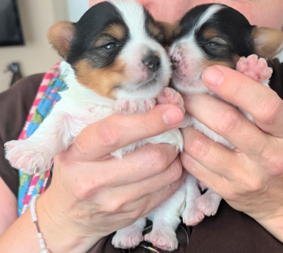 Adorable pure bred Biewer terrier puppies Puppies Looking for Loving Homes