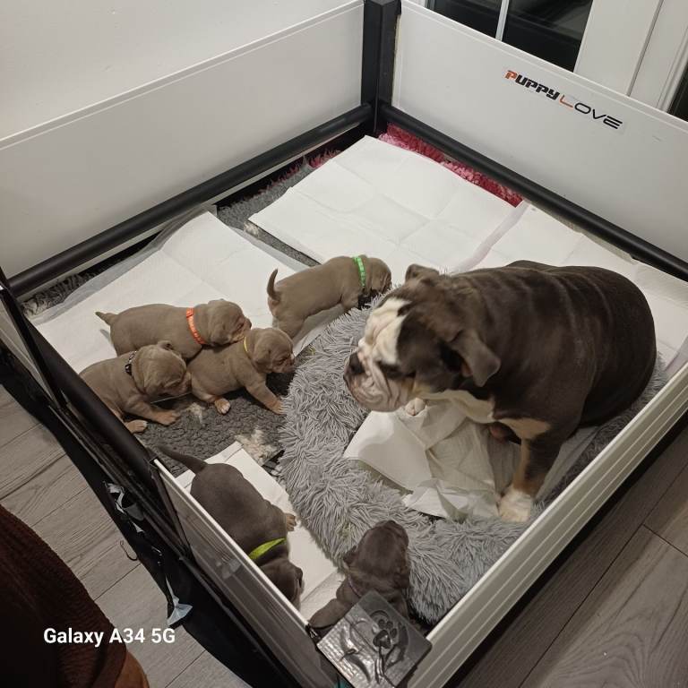English bulldog puppies for sale