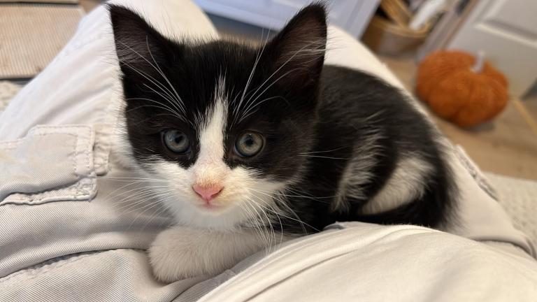 Kittens looking for loving home