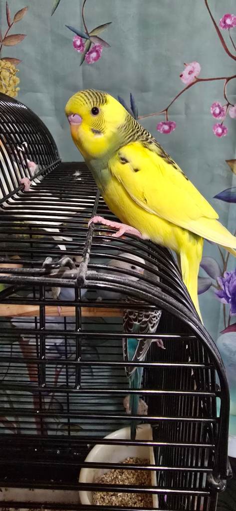 Gorgeous Baby Budgies