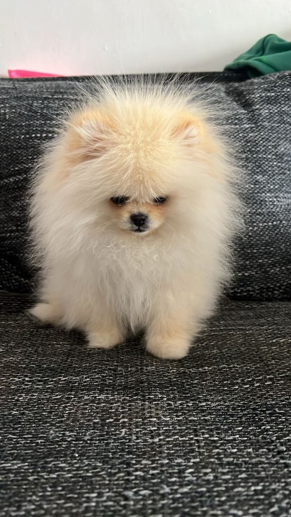 Boy Pomeranian