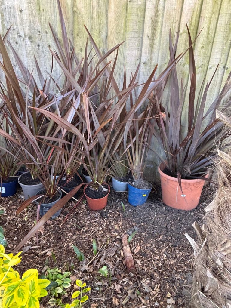 Cordyline Bronze Baby 2.5ft Red colour all year 