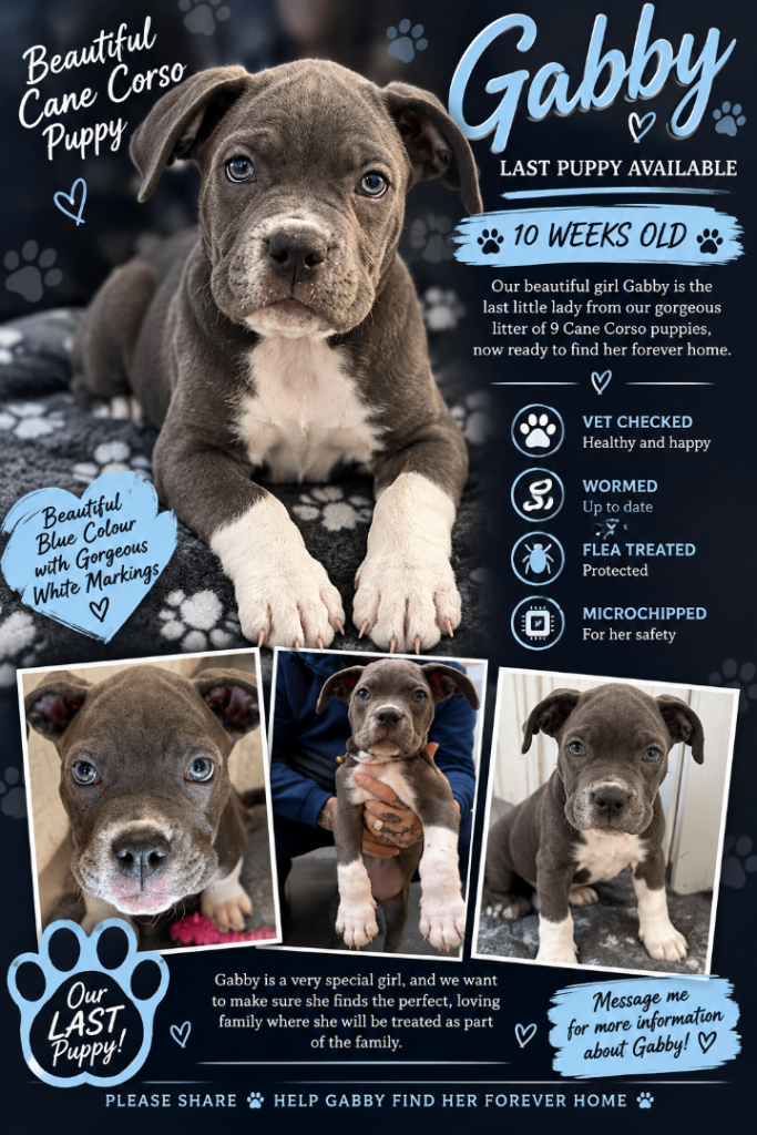 Cane corso puppies 