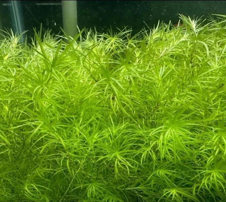 Guppy Grass large amount 