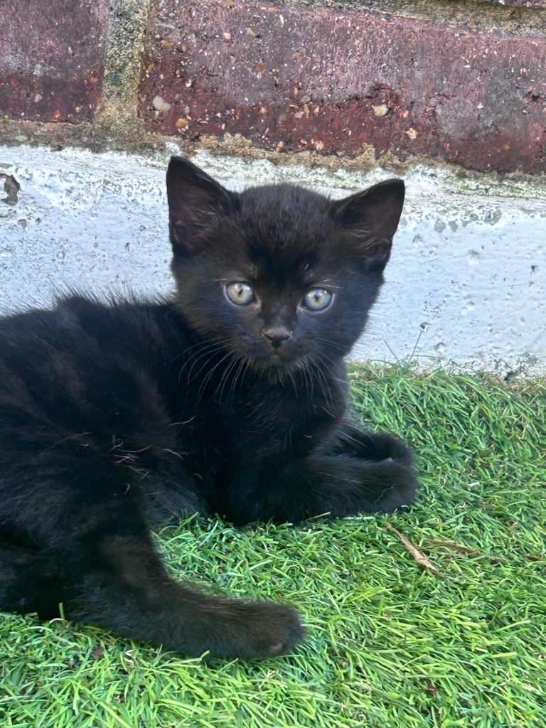 3 black kittens ready for new homes 