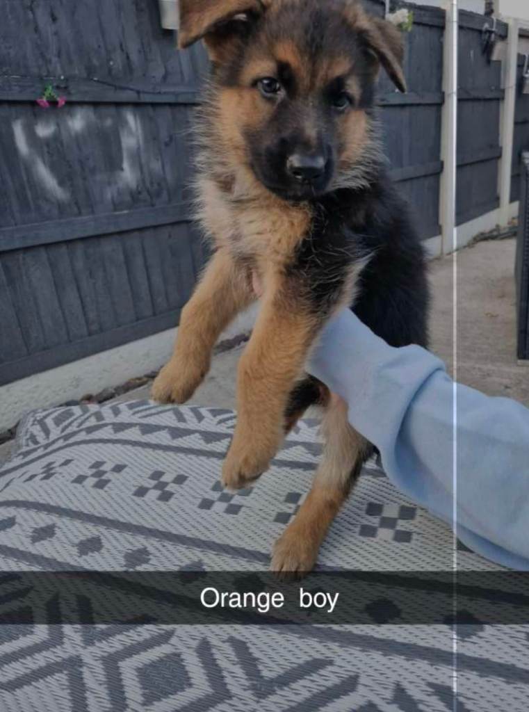 german shepherd puppies