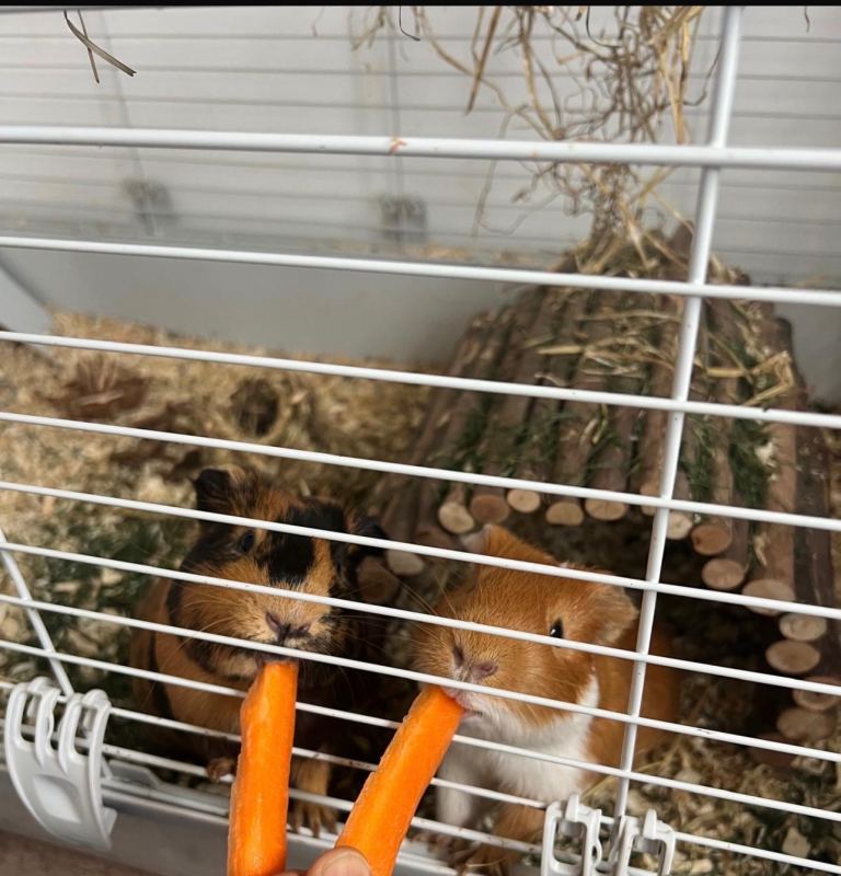 Complete Guinea Pig Starter Setup – Pair + 120cm Cage, Run & All Supplies