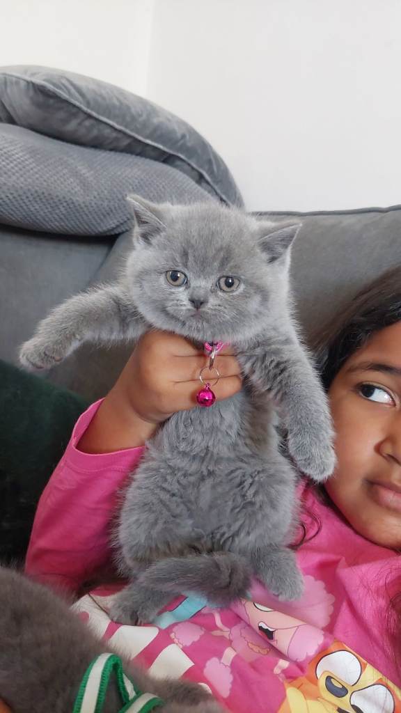 Last one left (blue female) 