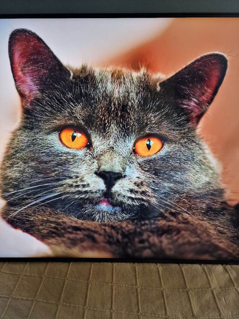 Samsung QLED 50in tv