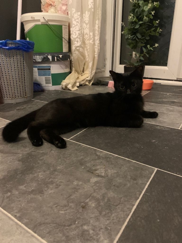 Girl mother cat 