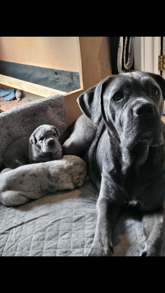 Stunning Cane corso pups 