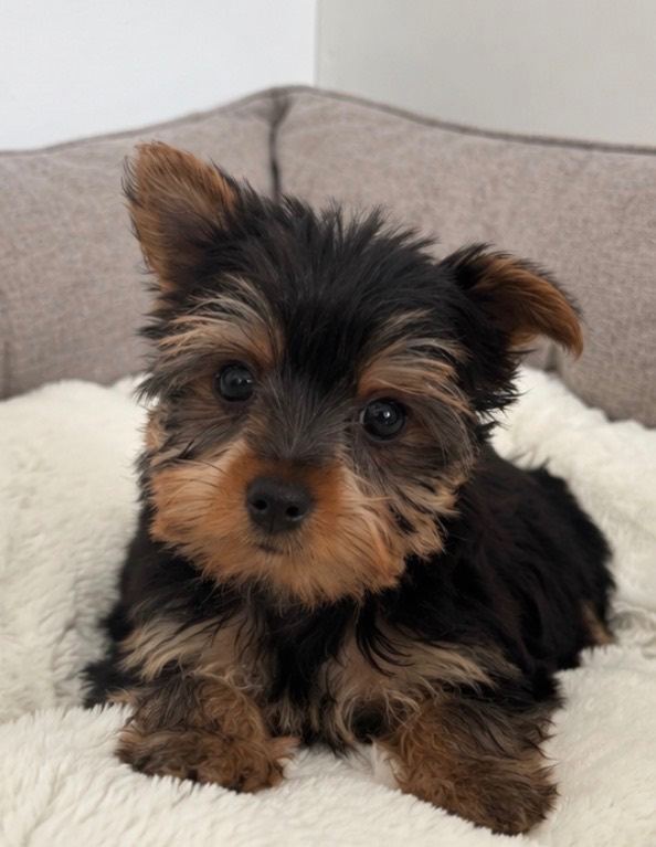 Yorkshire Terrier pups for sale