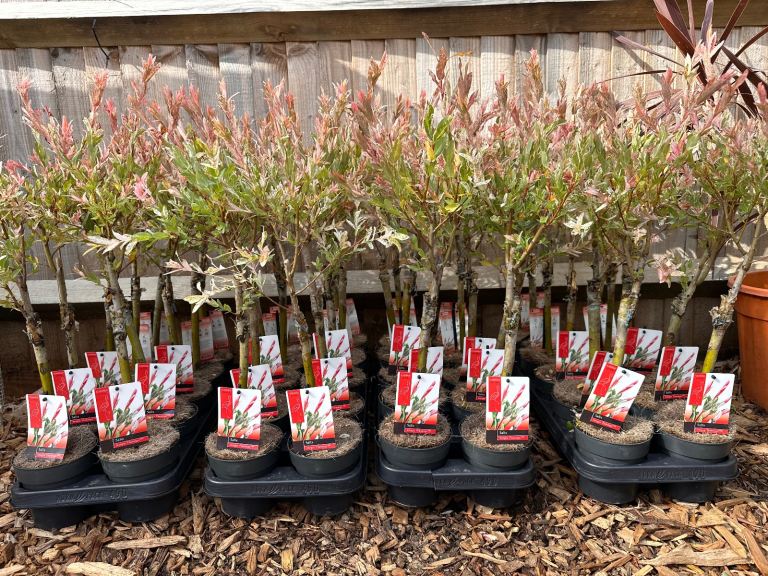 🌿 Flamingo Salix Trees – 70cm Tall – Only £9 Each! 🦩