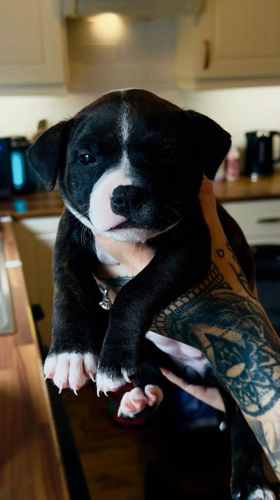 Staff pups