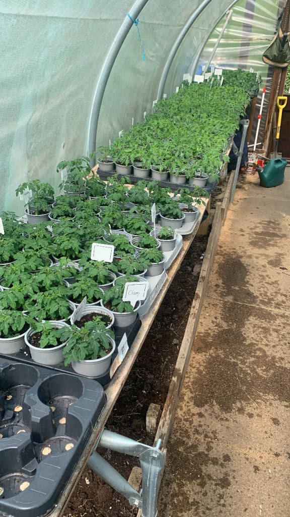 Tomato plants for sale 50p each 