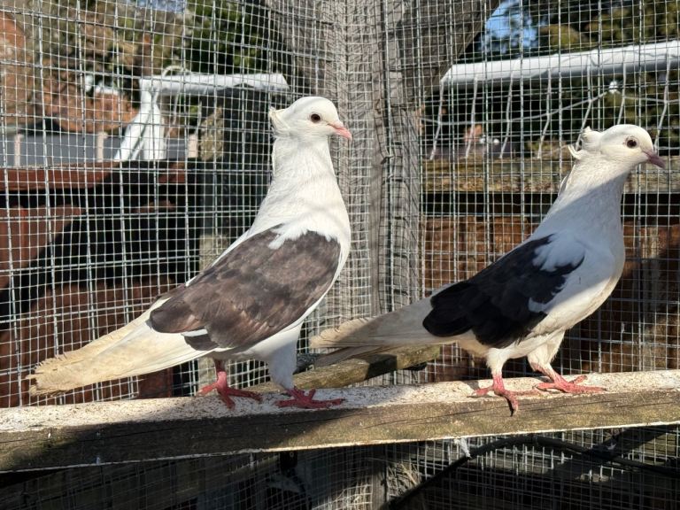 Iranian pigeons for sale 