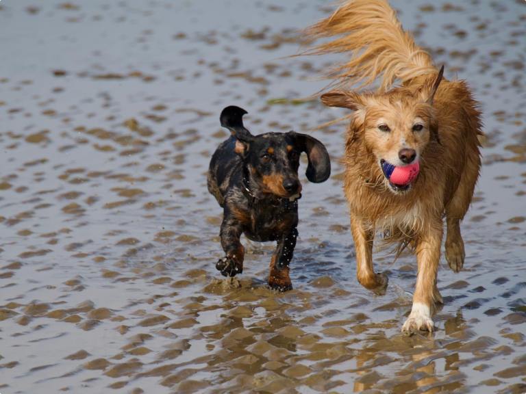 NEW TO THE AREA- DOG WALKER & PET SITTER