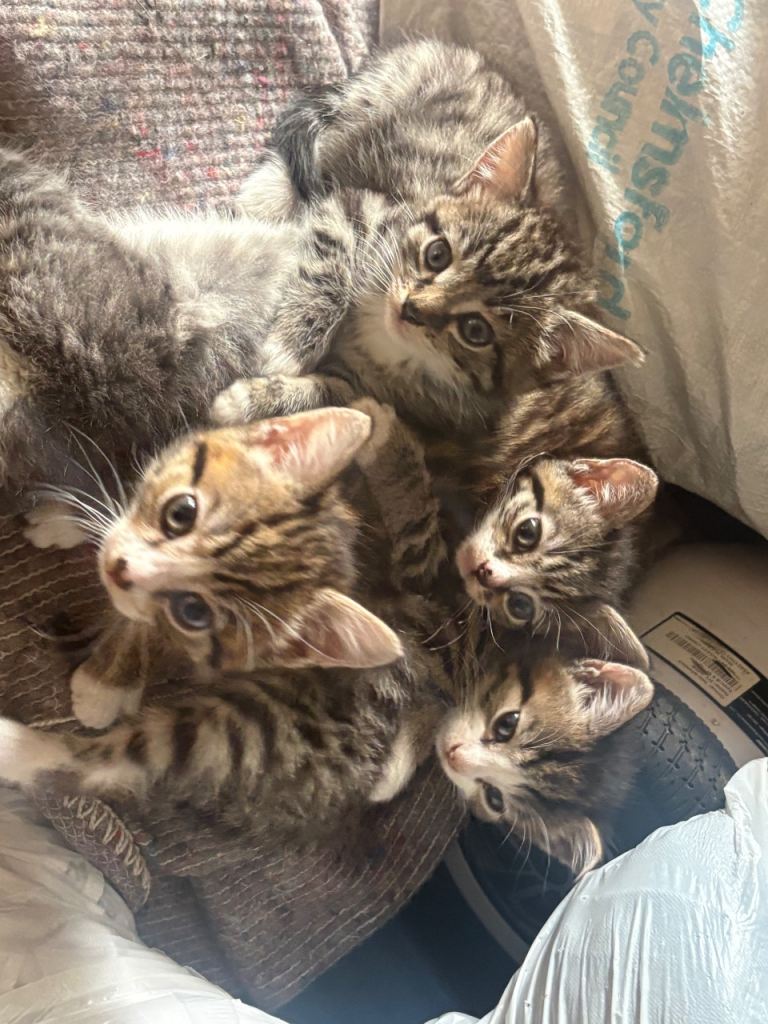 Siberian/tabby mix kittens 