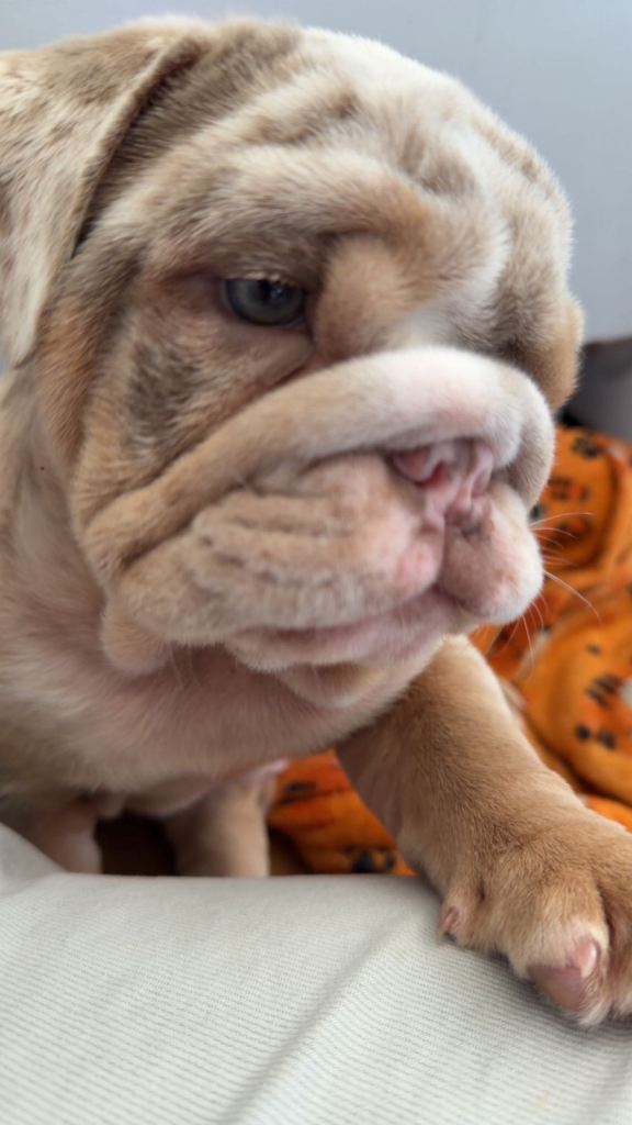 Beautiful Merle Bulldog 