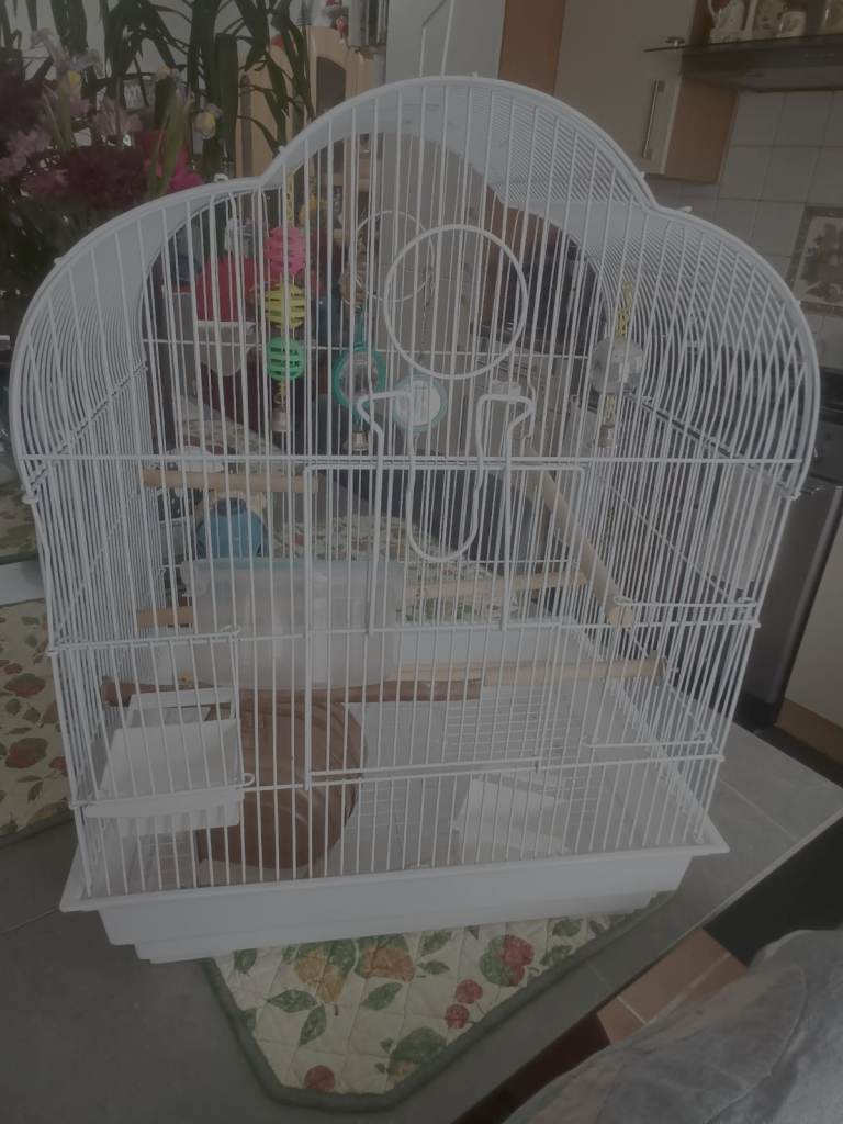 Bird Cage