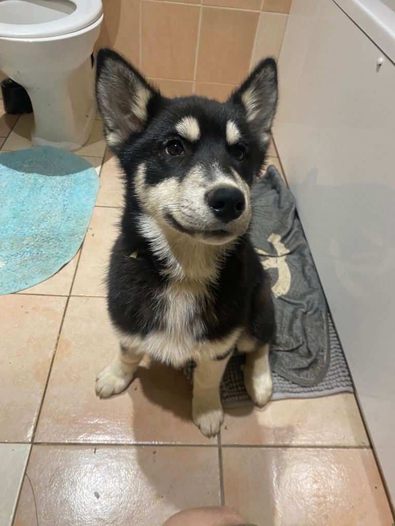 1 girl Siberian husky puppies 