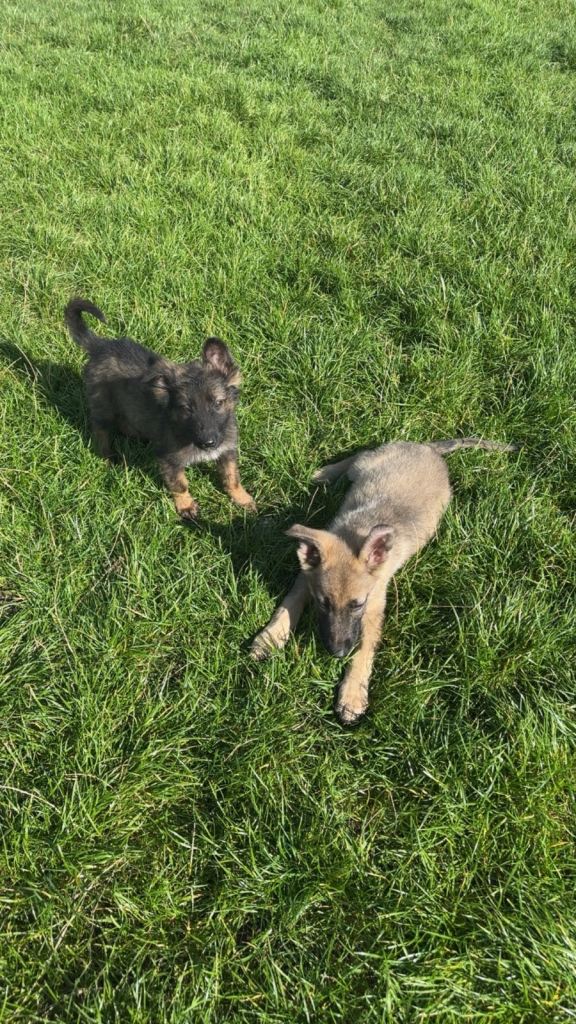 2 German Sheperd pups for sale! 