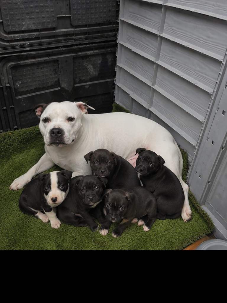 Staff pups