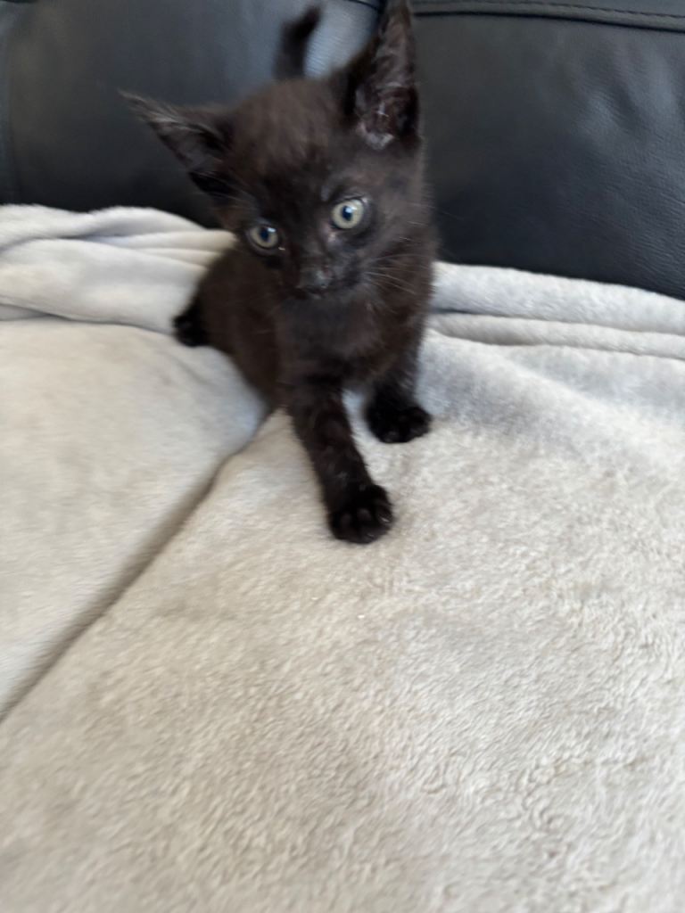 BEAUTIFUL 1 BLACK KITTEN FOR SALE
