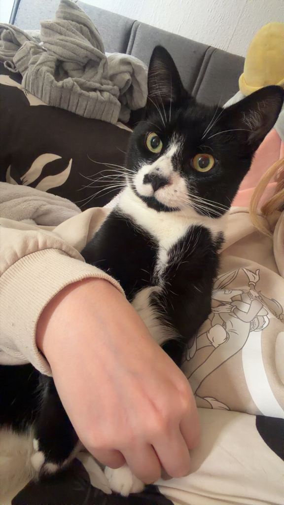 14 month old cat 