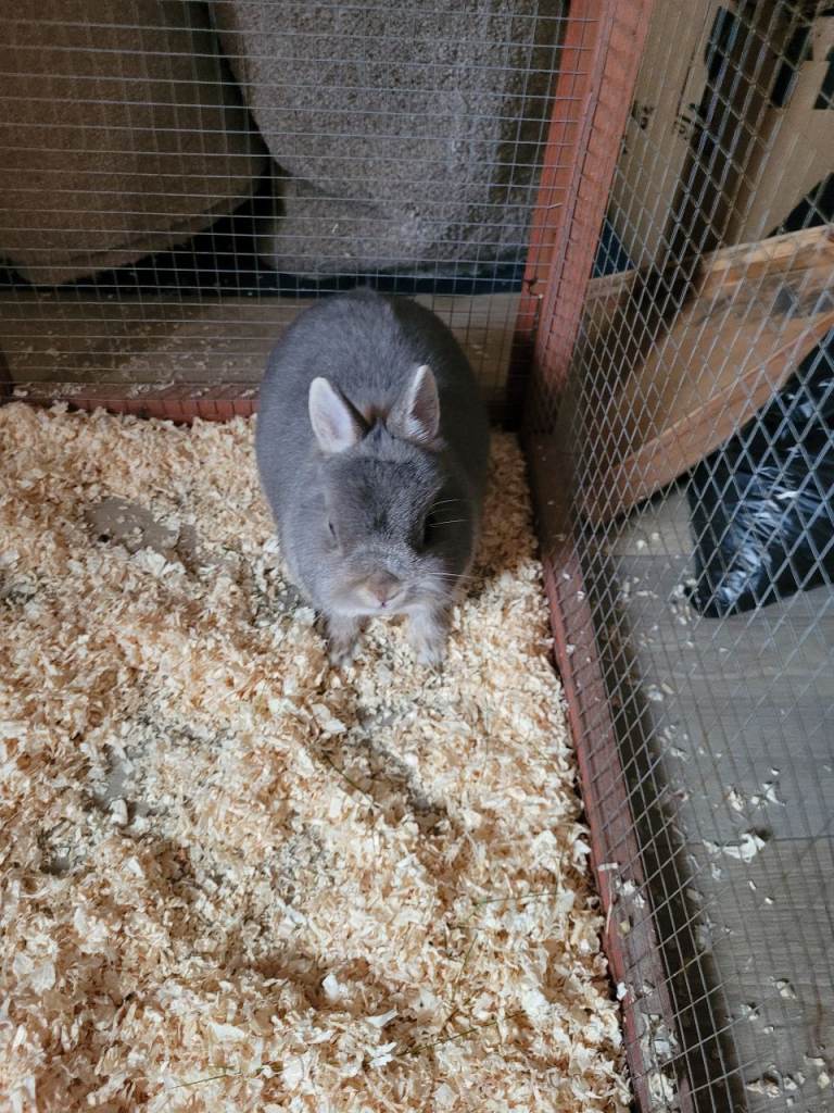 Netherland Dwarf
