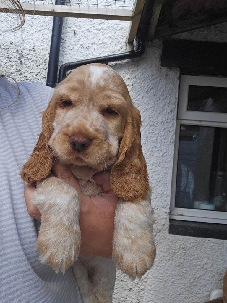 Kc show cocker spaniel 