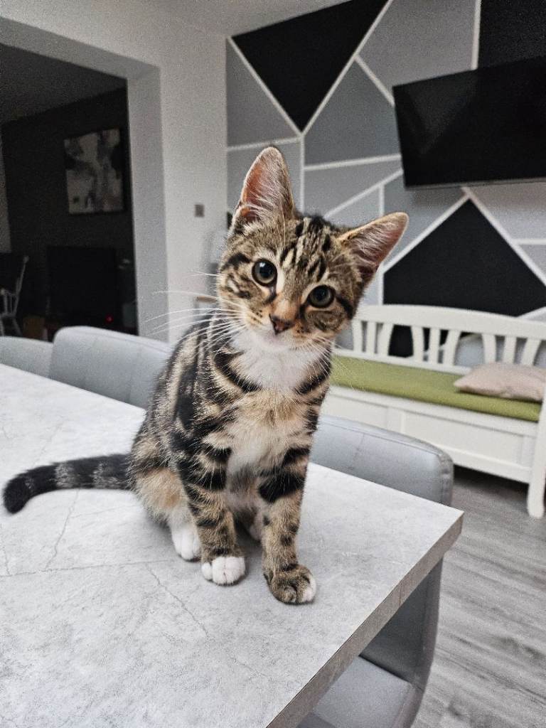 Male Tabby Britishshorthair Kitten. Accessories Included