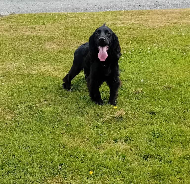 Cocker Spaniel Pups