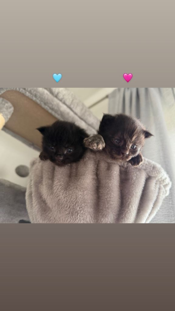 Maine Coon Black Smoke Kittens Available for 5✨ Homes 