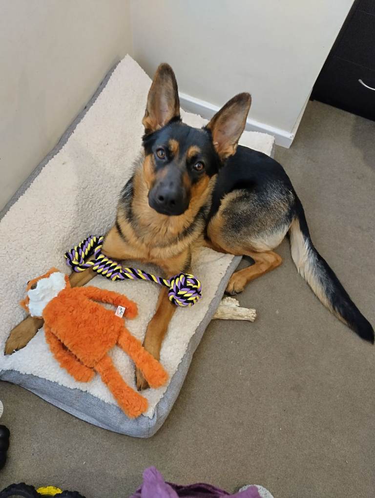 Beautiful German shepherd female 