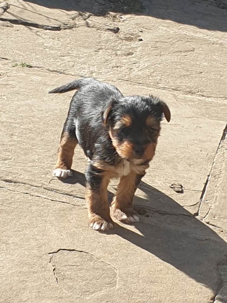 Yorkshire terrier cross terrier 