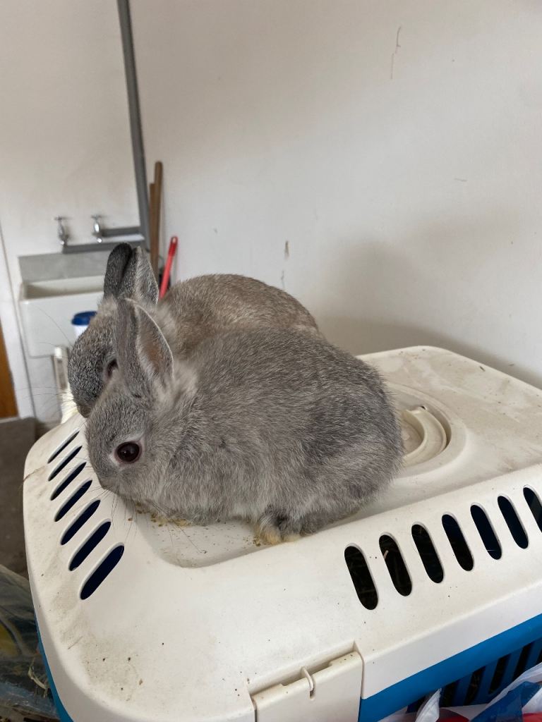 Beautiful Pure bred Netherland dwarf buck