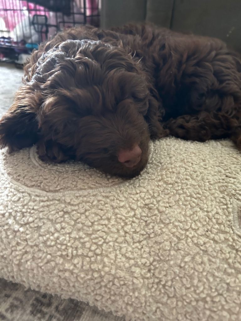 Cockapoo