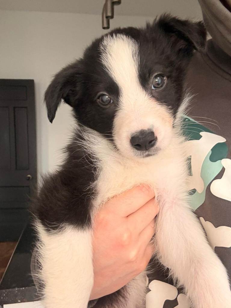 Border Collie Pups