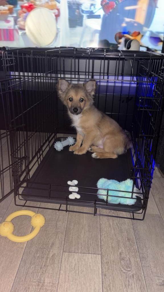 12 week old pomchi