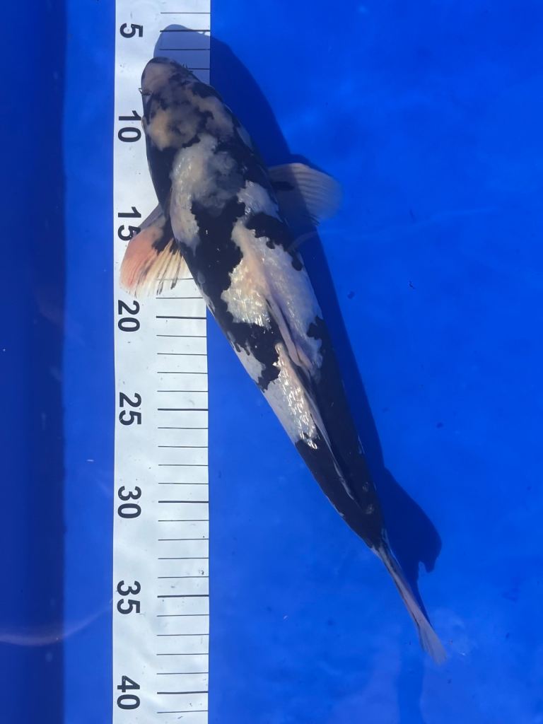 Japanese Koi
