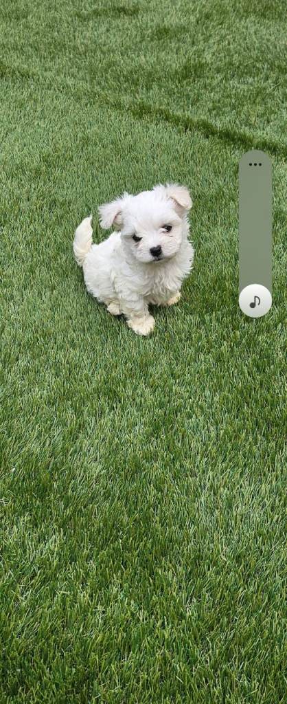 Bichon Maltese Mini toy (with pedigree)