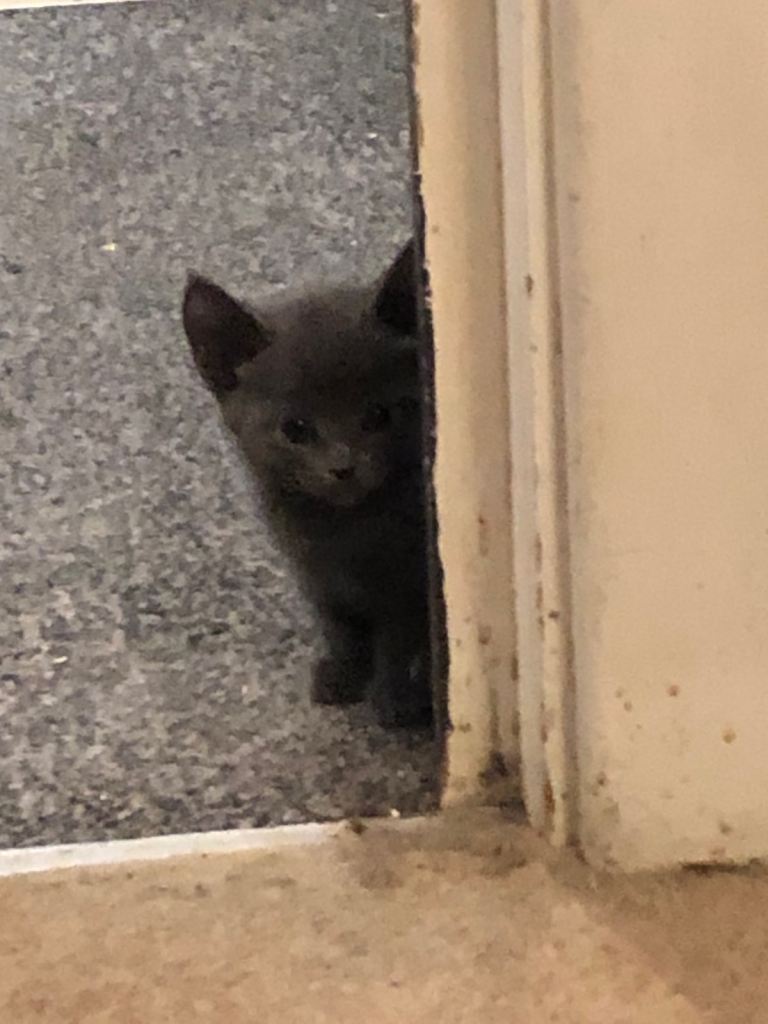 Kittens for sale