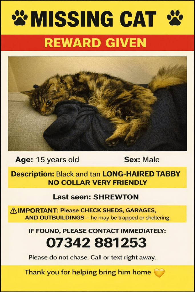 Missing cat from shrewton 