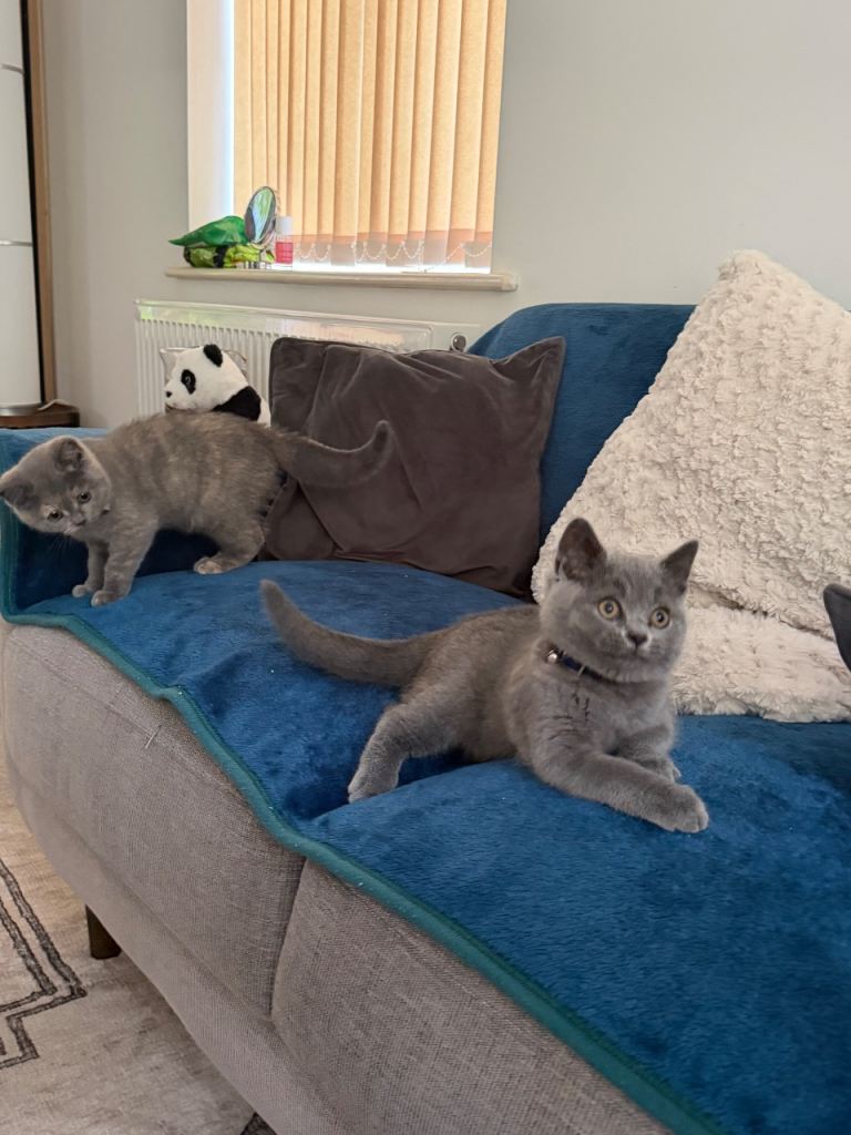 13 weeks girl and 14 weeks boy